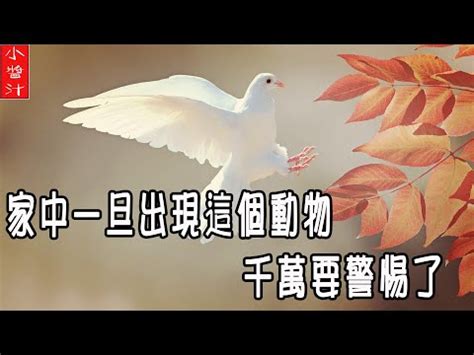 自來鳥 風水